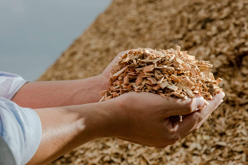 Wood chips for use as fuel